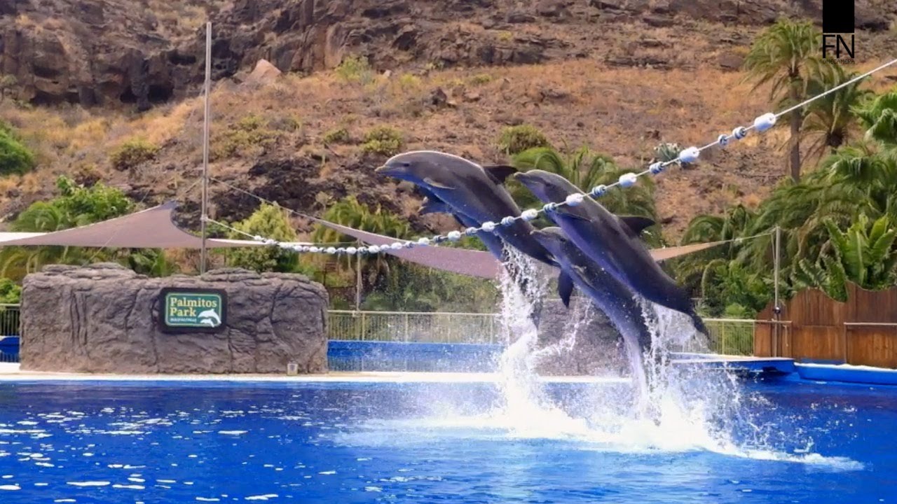 Dolphin Show - Five Dolphins perform High jumps, Great speed and underwater  tricks - YouTube